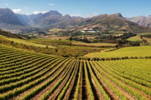 Stellenbosch Vineyards